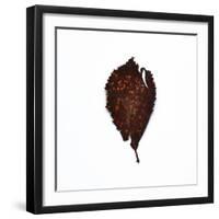 Decaying Leaf-Clive Nolan-Framed Photographic Print