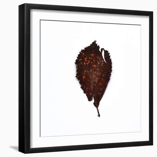 Decaying Leaf-Clive Nolan-Framed Photographic Print