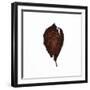 Decaying Leaf-Clive Nolan-Framed Photographic Print