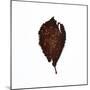 Decaying Leaf-Clive Nolan-Mounted Photographic Print