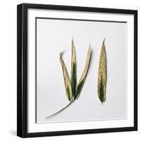 Decaying Leaf-Clive Nolan-Framed Photographic Print