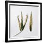 Decaying Leaf-Clive Nolan-Framed Photographic Print