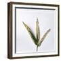 Decaying Leaf-Clive Nolan-Framed Premium Photographic Print