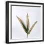 Decaying Leaf-Clive Nolan-Framed Premium Photographic Print