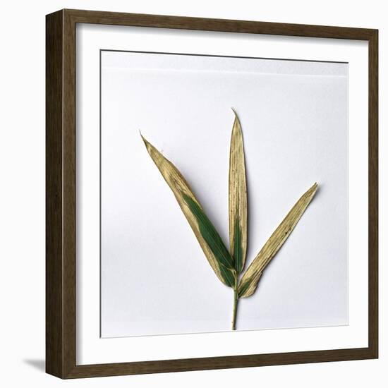 Decaying Leaf-Clive Nolan-Framed Photographic Print