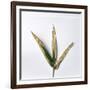 Decaying Leaf-Clive Nolan-Framed Photographic Print