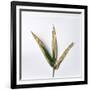 Decaying Leaf-Clive Nolan-Framed Photographic Print