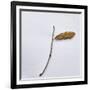 Decaying Leaf-Clive Nolan-Framed Photographic Print