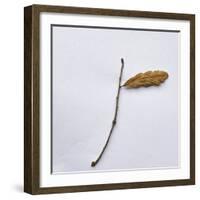 Decaying Leaf-Clive Nolan-Framed Photographic Print