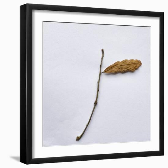 Decaying Leaf-Clive Nolan-Framed Photographic Print