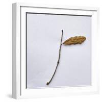 Decaying Leaf-Clive Nolan-Framed Photographic Print