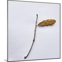 Decaying Leaf-Clive Nolan-Mounted Photographic Print