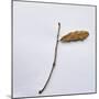 Decaying Leaf-Clive Nolan-Mounted Photographic Print