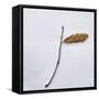 Decaying Leaf-Clive Nolan-Framed Stretched Canvas