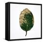 Decaying Leaf-Clive Nolan-Framed Stretched Canvas