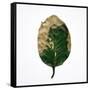 Decaying Leaf-Clive Nolan-Framed Stretched Canvas