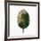 Decaying Leaf-Clive Nolan-Framed Photographic Print