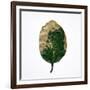 Decaying Leaf-Clive Nolan-Framed Photographic Print