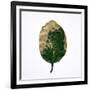 Decaying Leaf-Clive Nolan-Framed Photographic Print