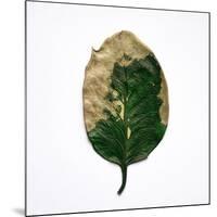 Decaying Leaf-Clive Nolan-Mounted Photographic Print