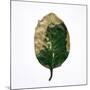 Decaying Leaf-Clive Nolan-Mounted Photographic Print