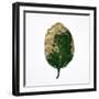 Decaying Leaf-Clive Nolan-Framed Photographic Print