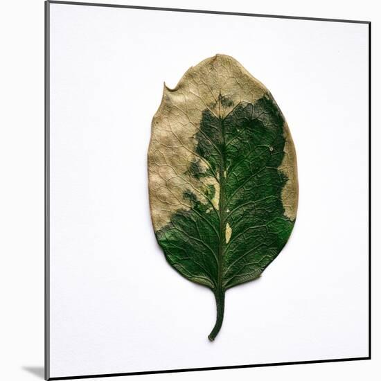 Decaying Leaf-Clive Nolan-Mounted Photographic Print