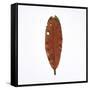 Decaying Leaf-Clive Nolan-Framed Stretched Canvas