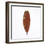 Decaying Leaf-Clive Nolan-Framed Photographic Print