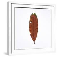 Decaying Leaf-Clive Nolan-Framed Photographic Print