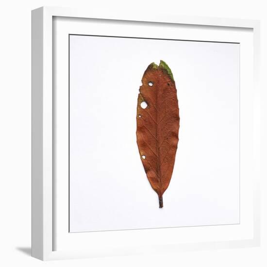 Decaying Leaf-Clive Nolan-Framed Photographic Print