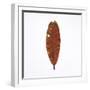 Decaying Leaf-Clive Nolan-Framed Photographic Print