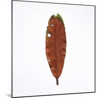 Decaying Leaf-Clive Nolan-Mounted Photographic Print