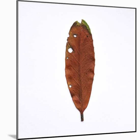Decaying Leaf-Clive Nolan-Mounted Photographic Print