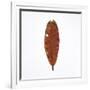 Decaying Leaf-Clive Nolan-Framed Photographic Print