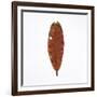 Decaying Leaf-Clive Nolan-Framed Photographic Print