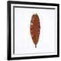 Decaying Leaf-Clive Nolan-Framed Photographic Print