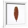 Decaying Leaf-Clive Nolan-Framed Photographic Print