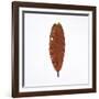 Decaying Leaf-Clive Nolan-Framed Photographic Print