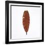 Decaying Leaf-Clive Nolan-Framed Photographic Print