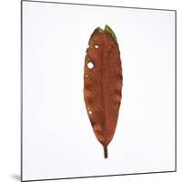 Decaying Leaf-Clive Nolan-Mounted Photographic Print