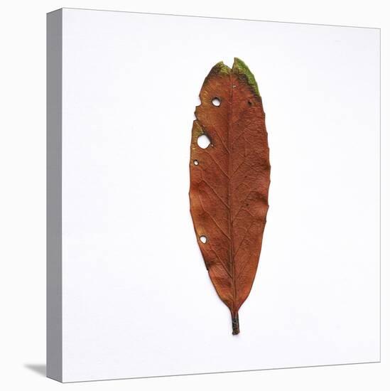 Decaying Leaf-Clive Nolan-Stretched Canvas