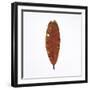 Decaying Leaf-Clive Nolan-Framed Premium Photographic Print