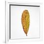 Decaying Leaf-Clive Nolan-Framed Photographic Print