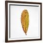 Decaying Leaf-Clive Nolan-Framed Photographic Print