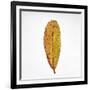 Decaying Leaf-Clive Nolan-Framed Photographic Print