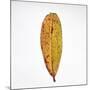 Decaying Leaf-Clive Nolan-Mounted Photographic Print