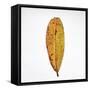 Decaying Leaf-Clive Nolan-Framed Stretched Canvas