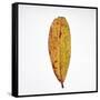 Decaying Leaf-Clive Nolan-Framed Stretched Canvas