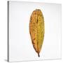 Decaying Leaf-Clive Nolan-Stretched Canvas